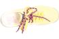 morepic-5